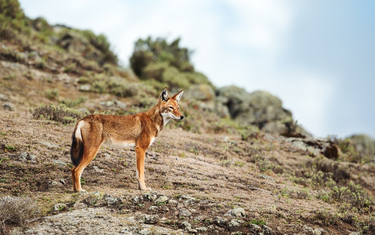 Underrated National Parks,Bale Mountains National Park