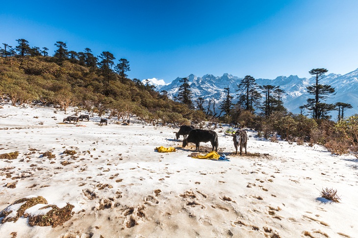 Underrated National Parks, Kanchenjunga National Park, India