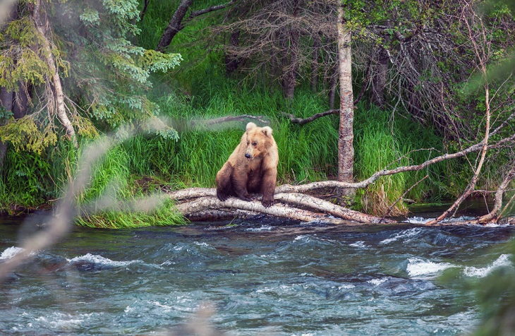 Underrated National Parks, Katmai National Park