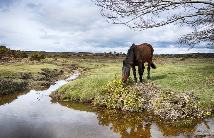 Underrated National Parks,  New Forest National Park, England 