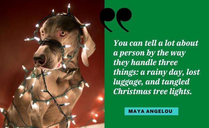 Hilarious Christmas Quotes, lights