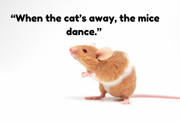 Greek Proverbs, mice