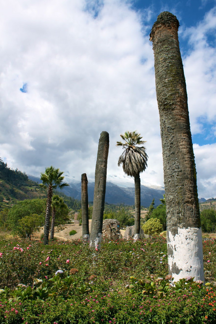 Peruvian town of Yungay, The 4 palm trees that remained after the disaster