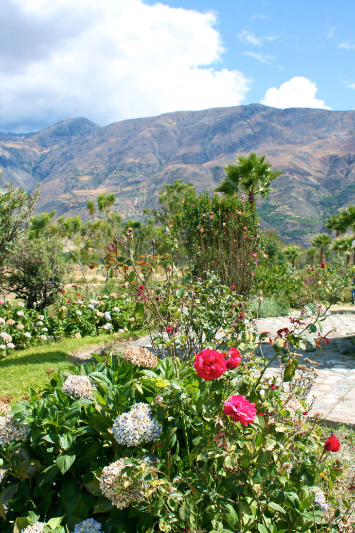 Peruvian town of Yungay, roses