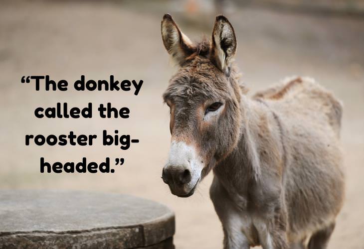 Greek Proverbs, donkey