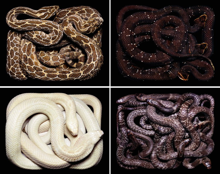 Guido Mocafico Serpens From top left to bottom right Crotalus polystictus, Agkistradon bilineatus bilineatus, Naja kaouthia albinos, Naja naja
