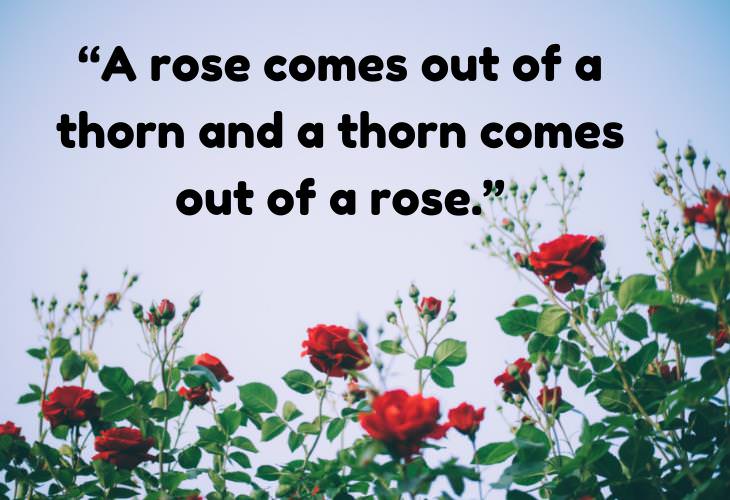 Greek Proverbs, rose