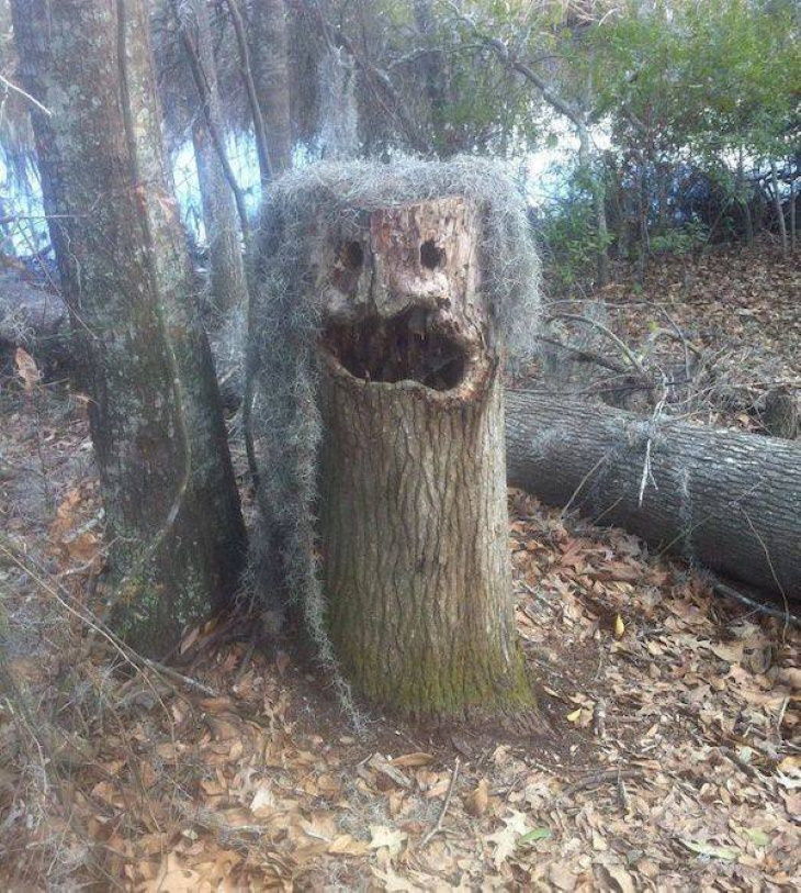 Confusing Pictures tree trunk