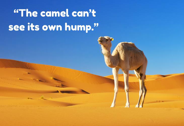 Greek Proverbs, camel