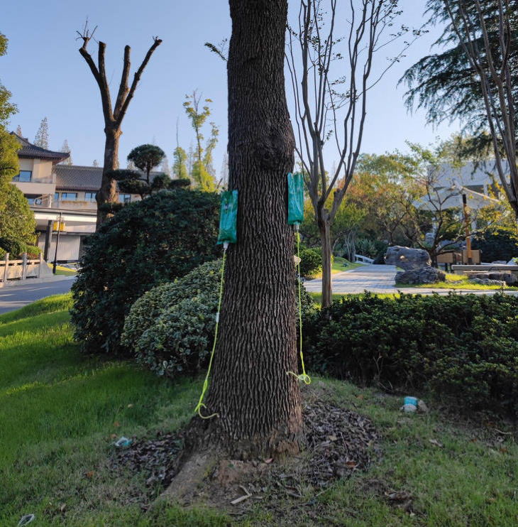 Strange Things IV fluids are placed on trees to give them extra nutrition