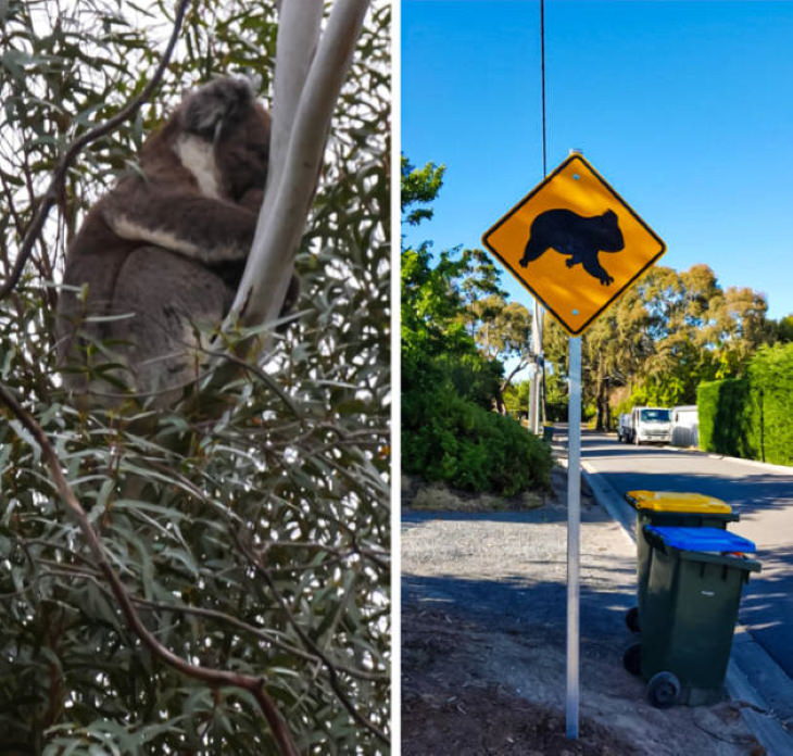 Strange Things koala