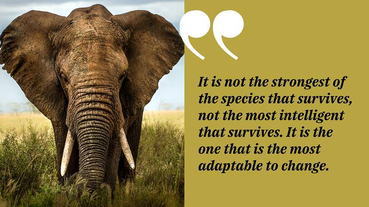 Quotes by Charles Darwin, species, elephant