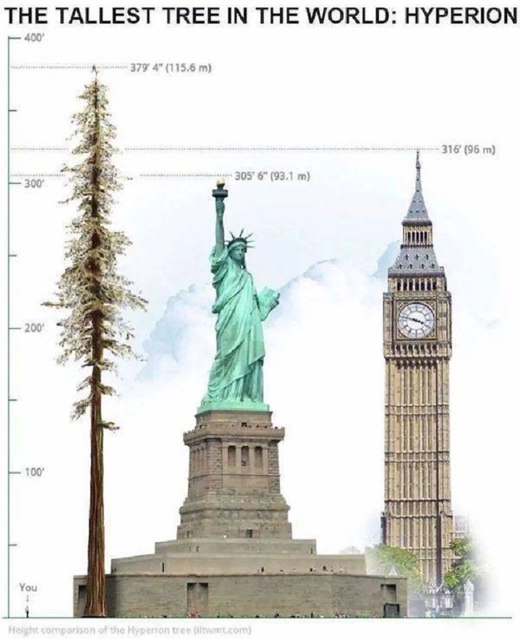 Useful charts, tallest tree
