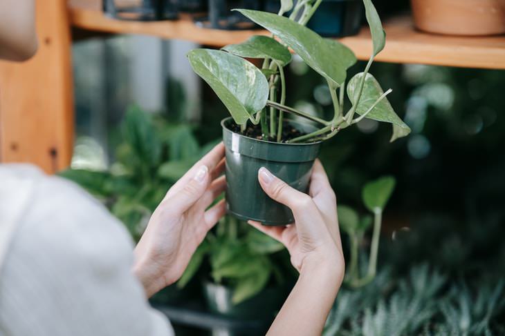 Pots For Your Houseplants Plastic pots