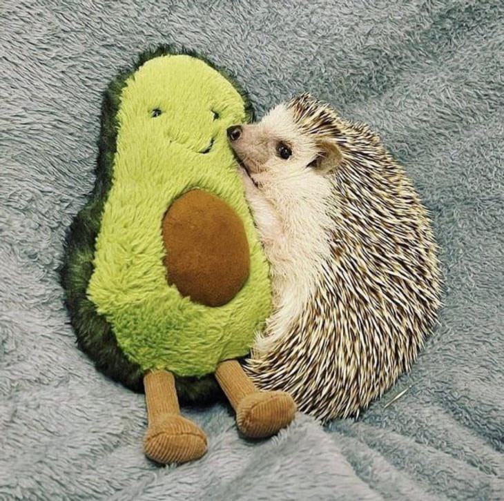 Funniest ANIMAL Expressions, hedgehog