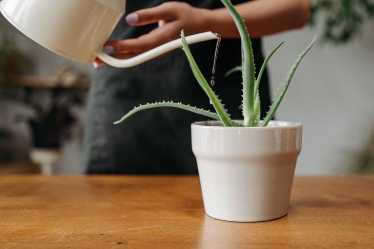 Pots For Your Houseplants Ceramic pot