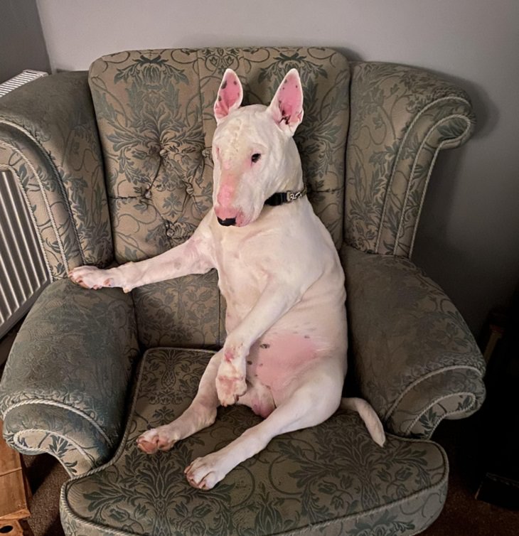 Funniest ANIMAL Expressions, dog, chair