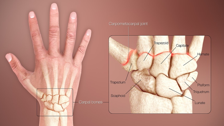 Wrist Pain Causes Wrist anatomy