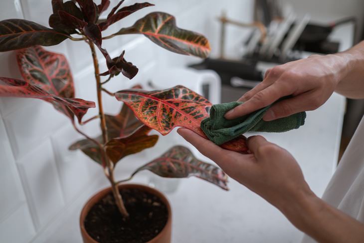 Dirty Areas in the Bedroom cleaning Indoor plant