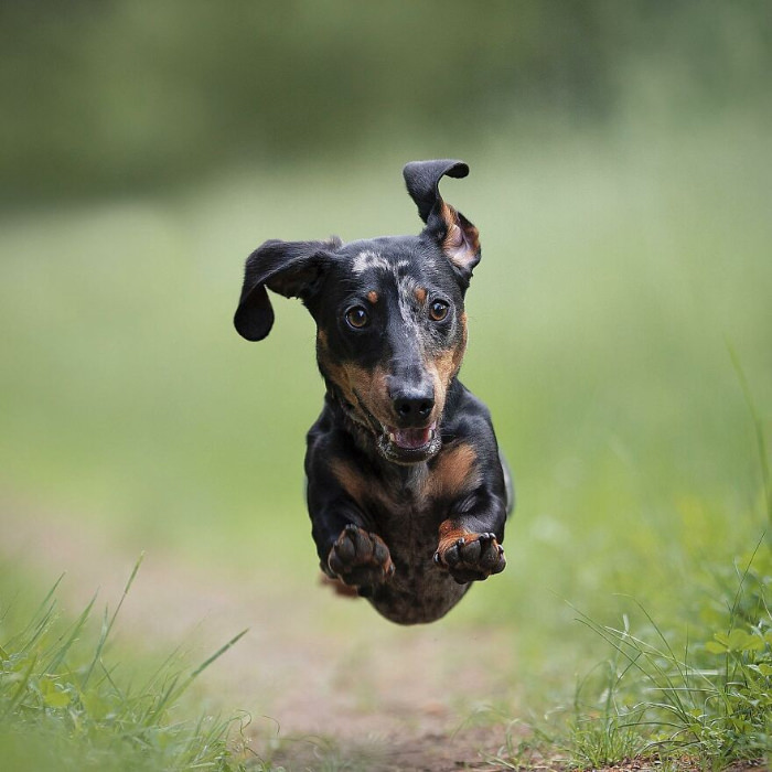 dogs photographed by Omica photography 