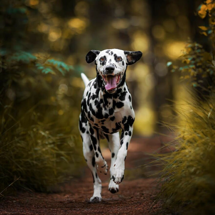dogs photographed by Omica photography 