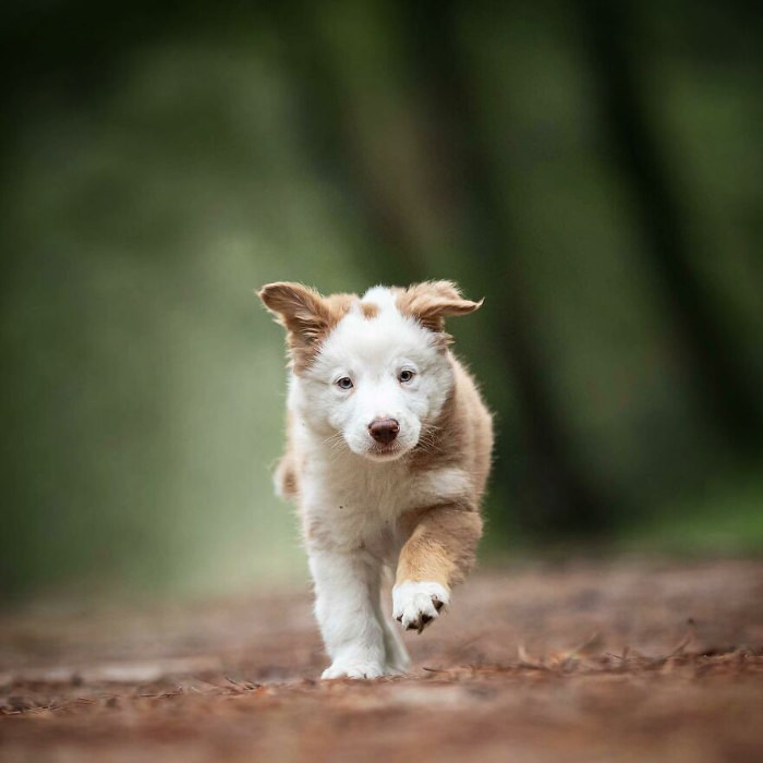 dogs photographed by Omica photography 