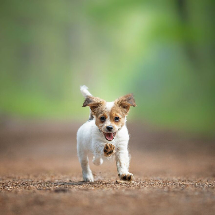 dogs photographed by Omica photography 