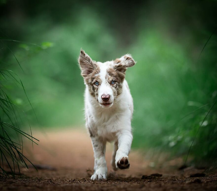 dogs photographed by Omica photography 