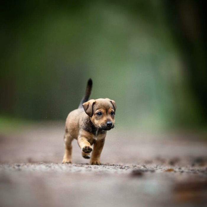dogs photographed by Omica photography 