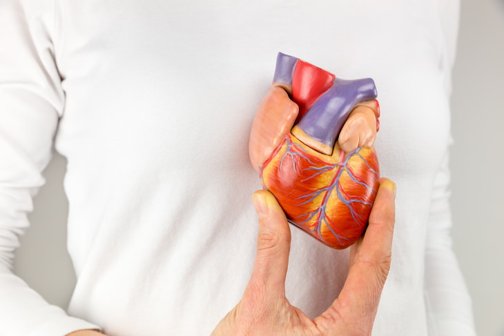 Types of Heart Failure man in white shirt holding a model of a human heart