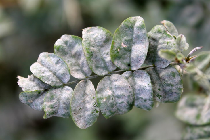 Powdery Mildew Home Remedy leaves covered in powdery mildew