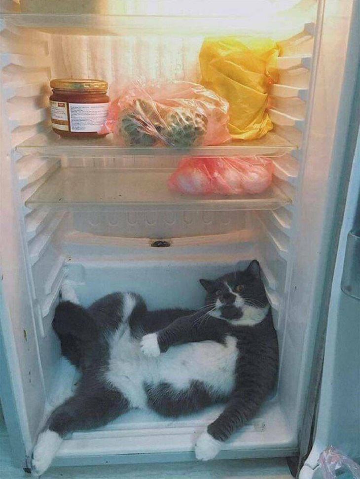 Funny cats, fridge