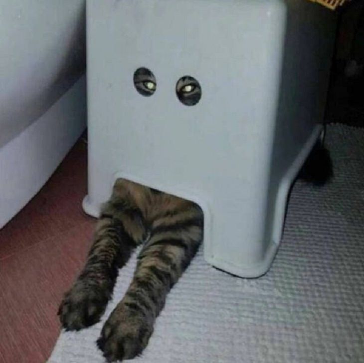 Funny cats, box