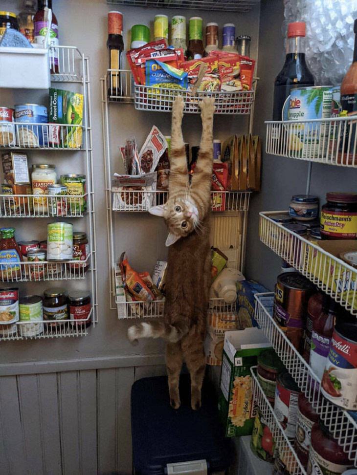 Funny cats, fridge
