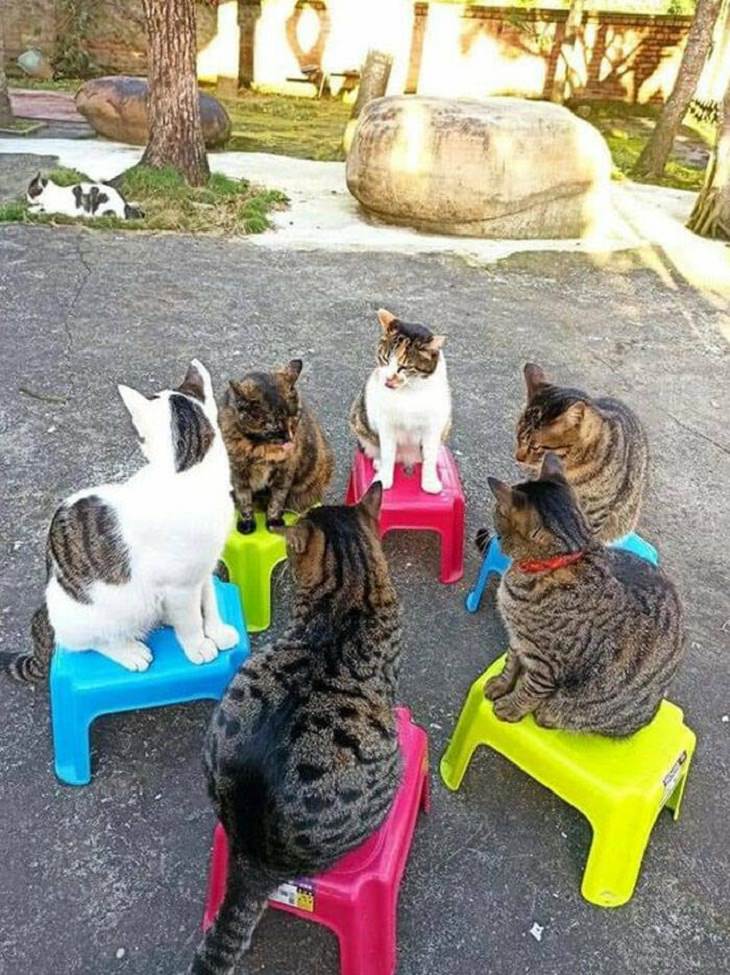Funny cats, meeting
