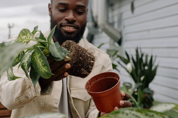 How to Shop for Healthy Plants houseplant roots