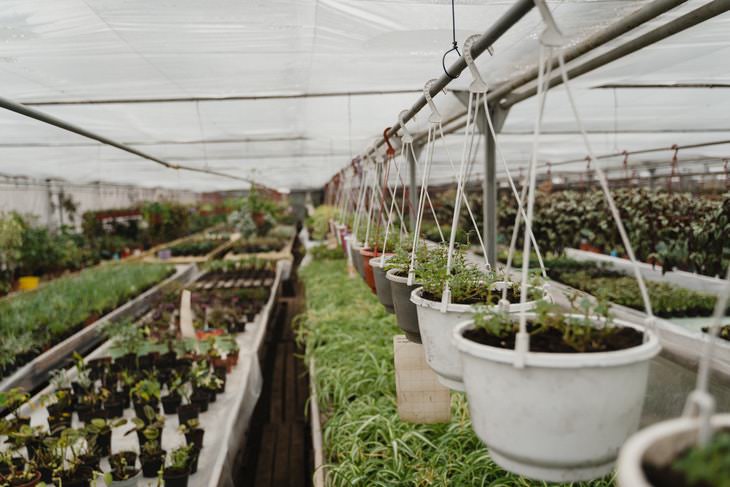 How to Shop for Healthy Plants plant nursery