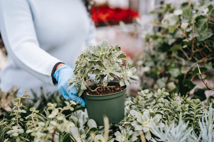 How to Shop for Healthy Plants picking out a plant at the store