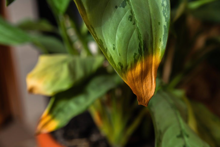 How to Shop for Healthy Plants yellowing leaves