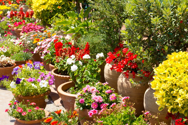 Lawn Care and Maintenance Tips colorful container garden