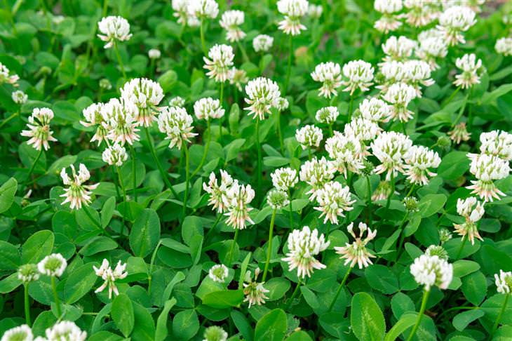 Lawn Care and Maintenance Tips clover grass