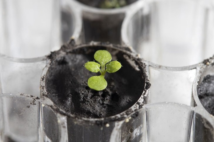 Plants on lunar soil, Arabidopsis thaliana