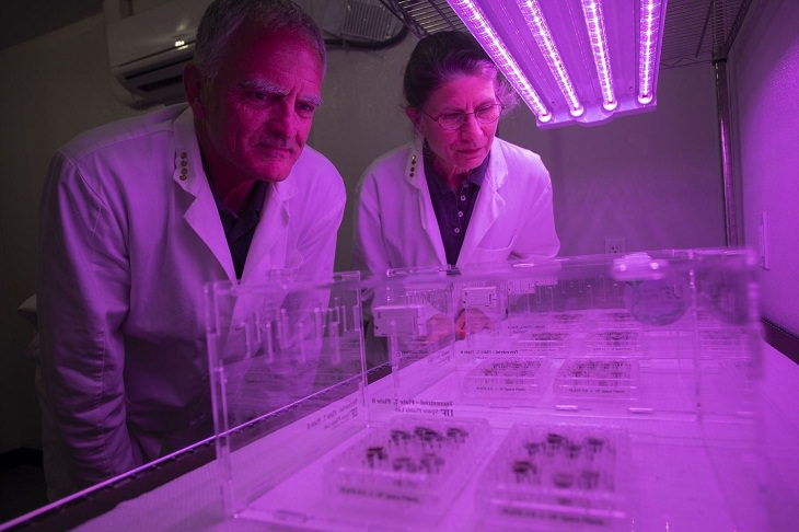 Plants on lunar soil, scientists 