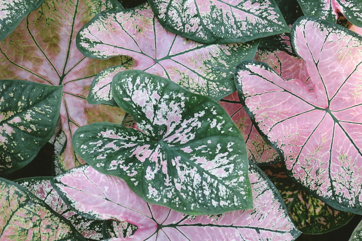 Pink Houseplants Caladium