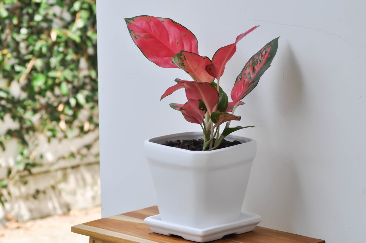 Pink Houseplants Aglaonema 'Lady Valentine' (Aglaonema)