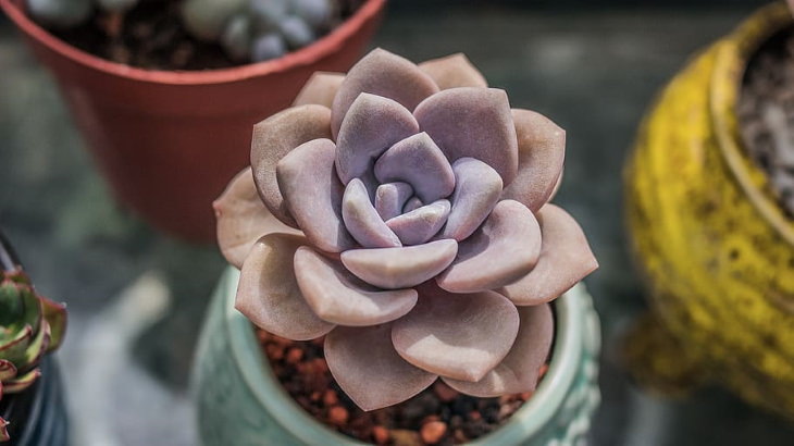 Pink Houseplants Echeverias