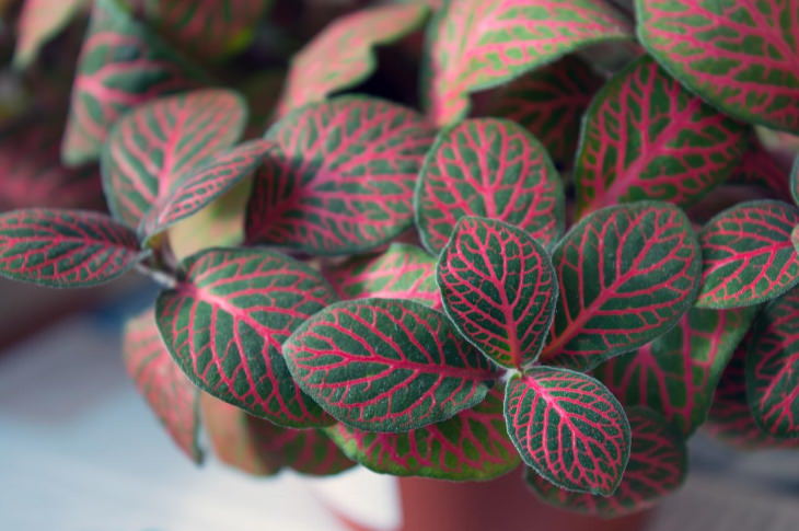 Pink Houseplants Nerve Plant (Fittonia) 