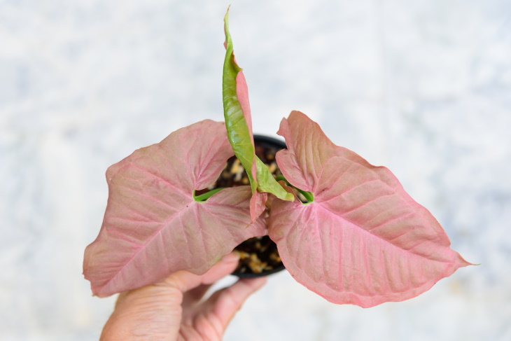 Pink Houseplants Arrowhead Plant (Syngonium podophyllum)