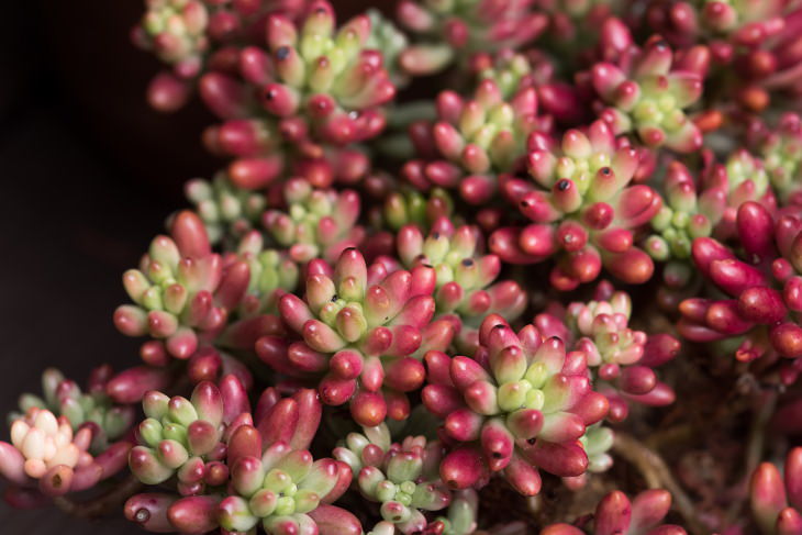 Pink Houseplants Pink Jelly Bean (Sedum rubrotinctum ‘Aurora’)