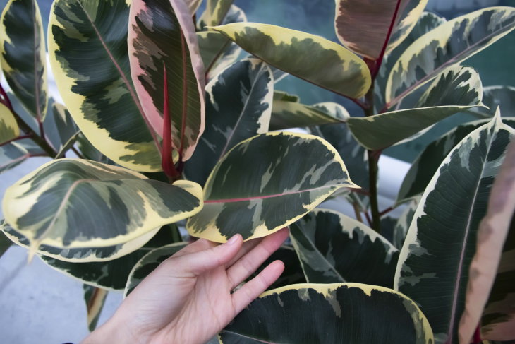 Pink Houseplants Pink Rubber Tree (Ficus elastica)